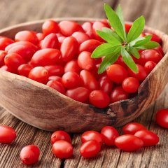 Tüplü NQ7 Kırmızı Goji Berry Fidanı