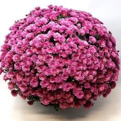 Özel Çeşit Branglobe Pink Pembe Kasımpatı Çiçeği Fidesi (1 adet)