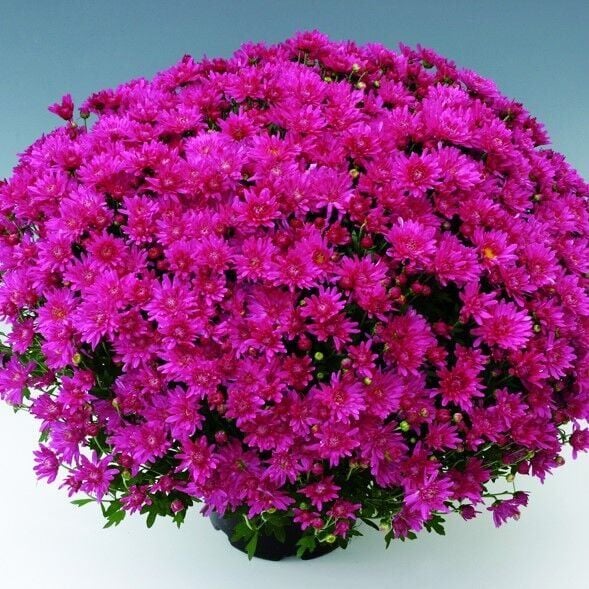 Özel Çeşit Branroyal Pink Pembe Kasımpatı Çiçeği Fidesi (1 adet)
