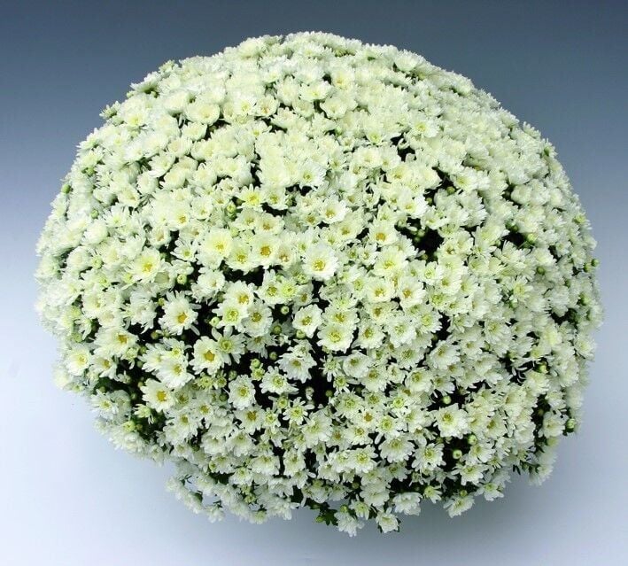 Özel Çeşit Branroyal White Beyaz Renkli Kasımpatı Çiçeği Fidesi (1 adet)