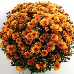 Özel Çeşit Özel Çeşit Bransound Dark Orange  Krizantem Kasımpatı Çiçeği Fidesi (1 adet)