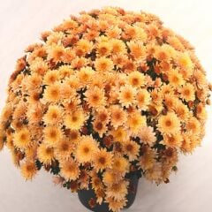 Özel Çeşit Branfountain Apricot Krizantem Kasımpatı Çiçeği Fidesi (1 Adet)