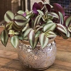 Tüplü Zebrina Bruckner Telgraf Çiçeği Fidanı Saksıda