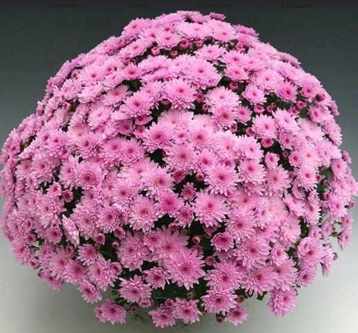 Özel Çeşit Branfountain Pink Krizantem Kasımpatı Çiçeği Fidesi (1 Adet)