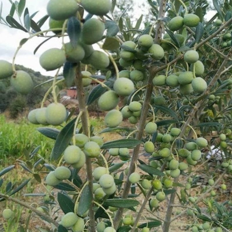 Tüplü İspanyol Arbosona Erken Verime Yatan Bodur Zeytin Fidanı
