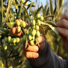 Tüplü İspanyol Arbequina Erken Verime Yatan Bodur Zeytin Fidanı