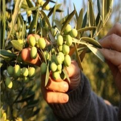 Tüplü Erkenci Meyve Verme Yaşında Koroneiki Bodur Zeytin Fidanı