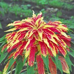 İllumination Sarı Kırmızı Amaranthus(Horoz İbiği) Çiçeği Tohumu(50 adet)