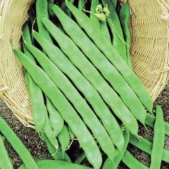 Doğal Helda Taze Fasulye Tohumu (Sırık-Geniş)(20 Tohum)