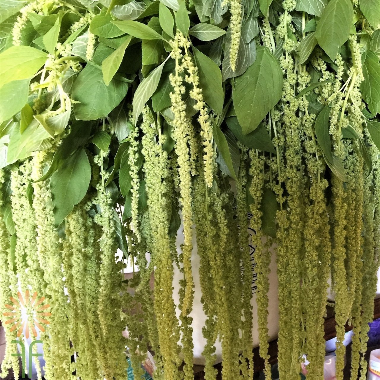 Amaranthus Caudatus Çiçeği Tohumu(50 tohum)