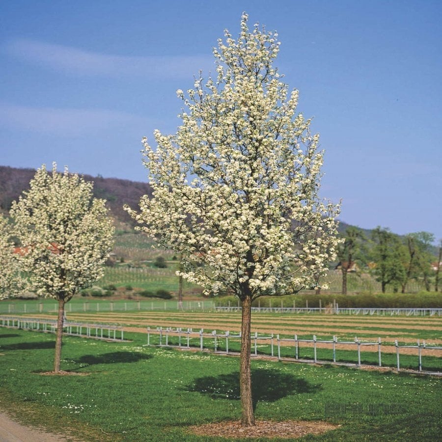 Tüplü Süs Armudu ROSACEAE Ağacı Fidanı