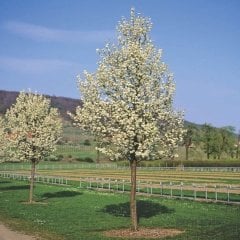Tüplü Süs Armudu ROSACEAE Ağacı Fidanı