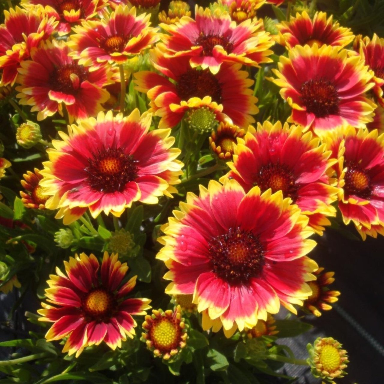 İndian Blanket Gaillardia Gayret Çiçeği Tohumu(30 adet)