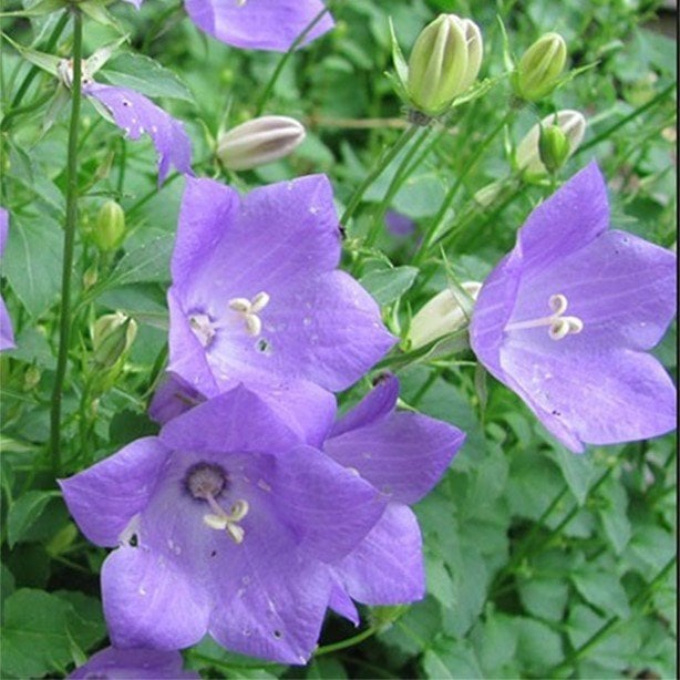 Light Blue Campanula Çan Çiçeği Tohumu (100 tohum)