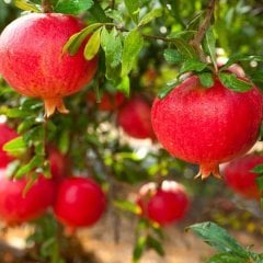 İri Taneli Tüplü Devedişi  Nar Fidanı