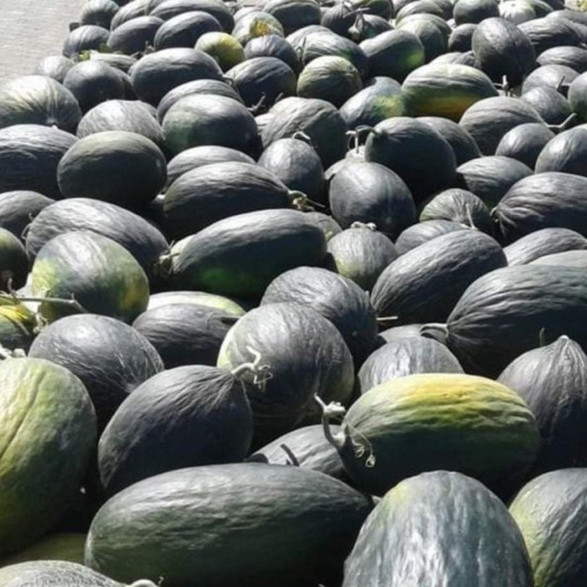 Doğal Geleneksel Karabey Siyah Kışlık Kavun Tohumu (20 tohum)