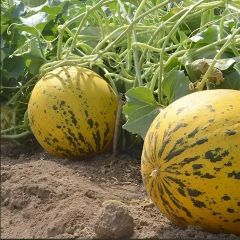 Doğal Geleneksel Akhisar Topan Kavun Tohumu (20 tohum)