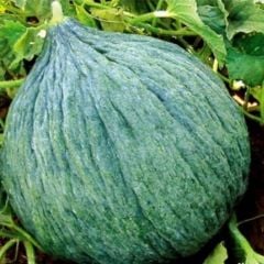 Geleneksel Doğal Hasanbey Kavun Tohumu (20 tohum)