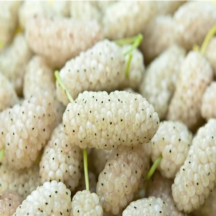 Tüplü Morus Sp Big White İri Meyveli Beyaz Dut Fidanı (Meyve Verme Durumunda 200-300 cm)