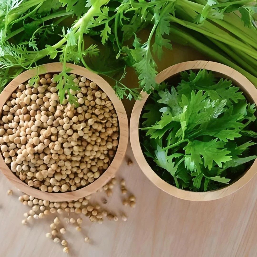 Doğal Geniş Yaprak Doğal Aşotu Kişniş Tohumu (1 kg)