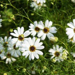 White Splendour Brachycome Çiçeği Tohumu (200 tohum)