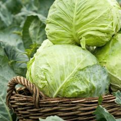 Doğal Dolmalık Sarmalık Yalova Beyaz Lahana Tohumu (100 tohum)