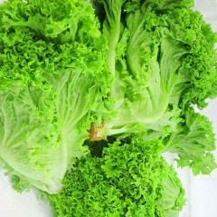 Geleneksel Soğuğa Dayanıklı Big Bag Yeşil Kıvırcık Marul Tohumu (100tohum)