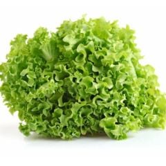 Geleneksel Soğuğa Dayanıklı Curly Kışlık Yeşil Kıvırcık Marul Tohumu (100tohum)