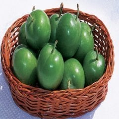 Tüplü Bol Sulu Papaz Erik Fidanı