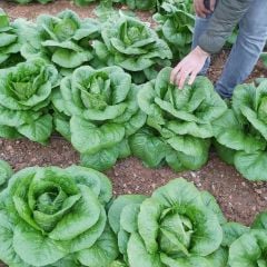 Geleneksel Doğal Soğuğa Dayanıklı Burkule Marul Tohumu(800 tohum)