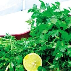 Geleneksek Tohum Dev İtalyan Maydanoz Tohumu (100 Tohum)