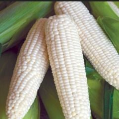 Doğal Geleneksel Glacial White Beyaz Süt Mısırı Tohumu(5 tohum)