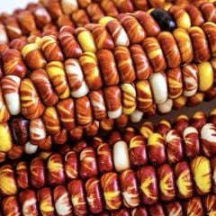 Doğal Geleneksel Montana Sunburst Mısır Tohumu(10 tohum)