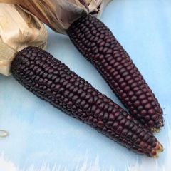 Doğal Geleneksel Japonica Striped Mısır Tohumu(10 tohum)