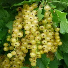 Tüplü Salkım Meyveli Sarı Meyveli Frenk Üzümü Fidanı