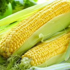 Doğal Geleneksel Haşlamalık Süt Mısırı Tohumu (20 tohum)