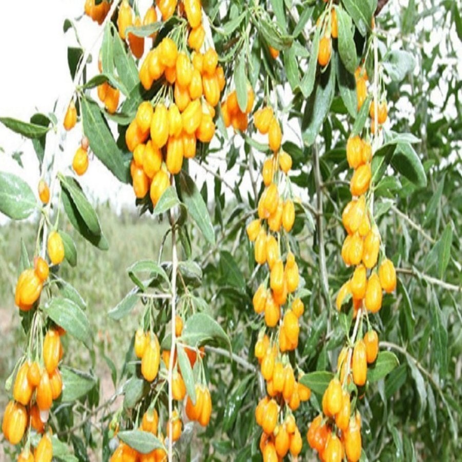 Tüplü Amber Sweety Sarı Goji Berry Fidanı(5 Adet)