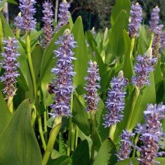 Mavi Renkli Pickerel Weed Çiçeği Tohumu (5 tohum)