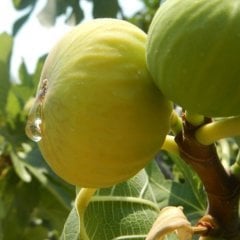 Tüplü Geçci Çok İri Meyveli Ege Yeşil Güz İncir Fidanı