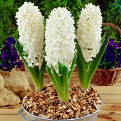 Kokulu Carnegie Krem Rengi Sümbül Soğanı(3 adet)