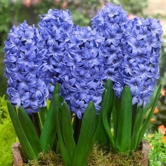 Kokulu Mavi Delft Blue Sümbül Soğanı(3 adet)