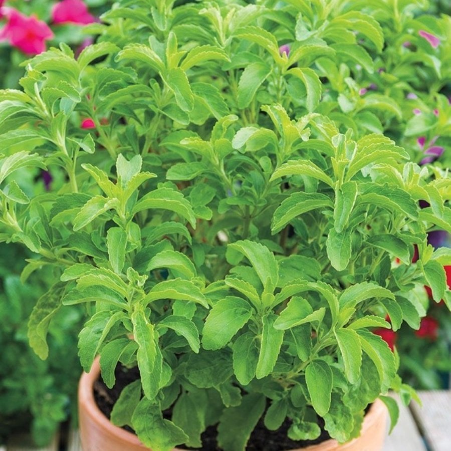 Şeker Otu Stevia Fidesi (5 adet)
