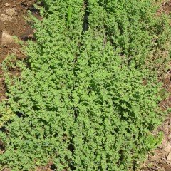 Doğal İstanbul Kekiği Tohumu (100 gram)