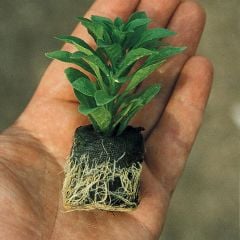 Branfountain Purple Kasımpatı Krizantem Çiçeği Fidesi (1 Adet)