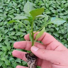 Yöresel Ata Tohumları Kamber Domates Biber Fidesi (5 adet)