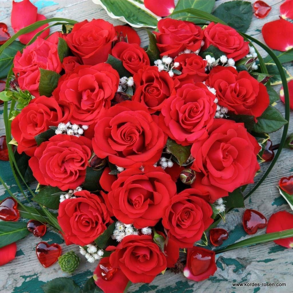 Tüplü Yediveren Hybrid Tea Roses Amore FC Soğuklara Dayanıklı Masal Gülü Fidanı