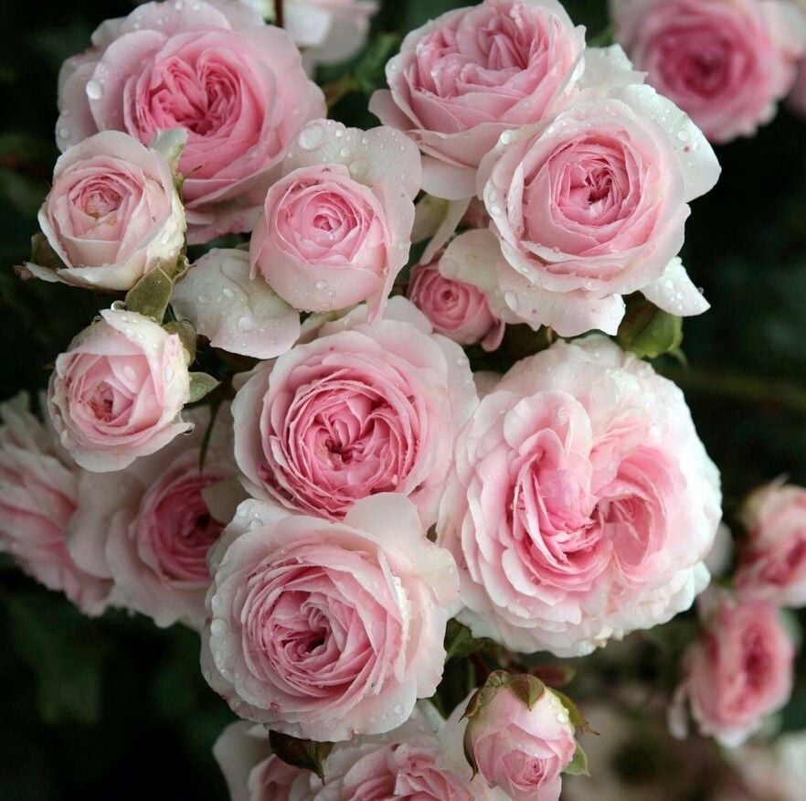 Tüplü Katmerli Blush Fc Çok Goncalı Soğukklara Dayanıklı Yediveren Gül Fidanı