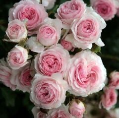 Tüplü Katmerli Blush Fc Çok Goncalı Soğukklara Dayanıklı Yediveren Gül Fidanı