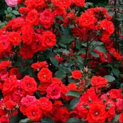 Tüplü Brillant Fc Kırmızı Yediveren Soğuklara Dayanıklı Çok Goncalı Masal Gülü Fidanı