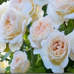 Tüplü Cream Fc Çokn Goncallı Beyaz Yediveren Soğuklara Dayanıklı Gül Fidanı